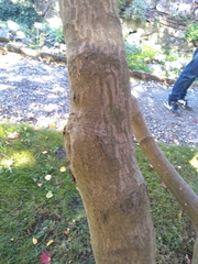 Acer japonicum