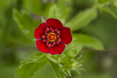 Potentilla atrosanguinea