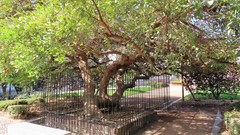 Erythrina crista-galli