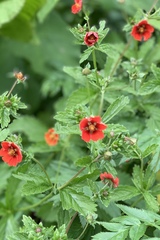 Potentilla atrosanguinea