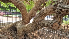 Erythrina crista-galli