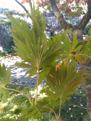 Acer japonicum