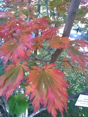 Acer japonicum