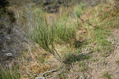 Ephedra equisetina