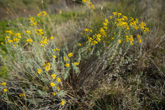 Ajania fastigiata