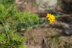 Ajania fastigiata