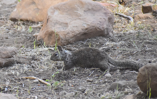 iNaturalist observation photo of California Ground Squirrel