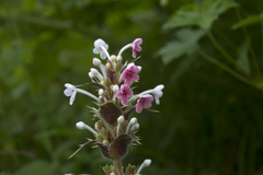 Morina longifolia