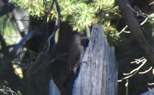 iNaturalist observation photo of Northern Flicker