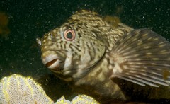 Aplodactylus arctidens