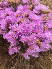 Lampranthus stipulaceus