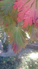 Acer japonicum