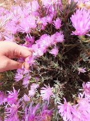 Lampranthus stipulaceus