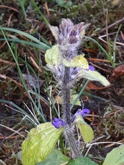 Ajuga genevensis