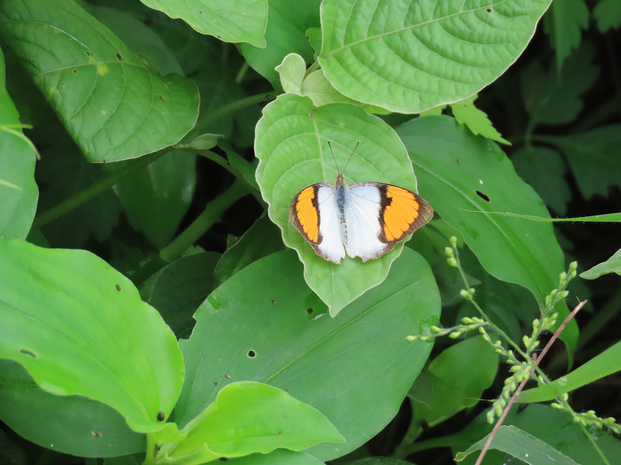 White Orange-Tip