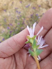 Lampranthus stipulaceus