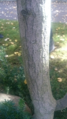 Acer japonicum