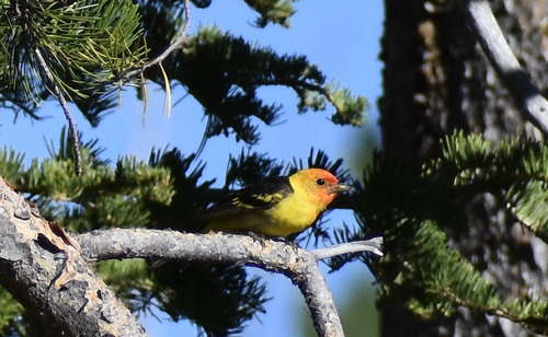 iNaturalist observation photo of Western Tanager