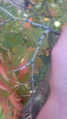 Acer japonicum