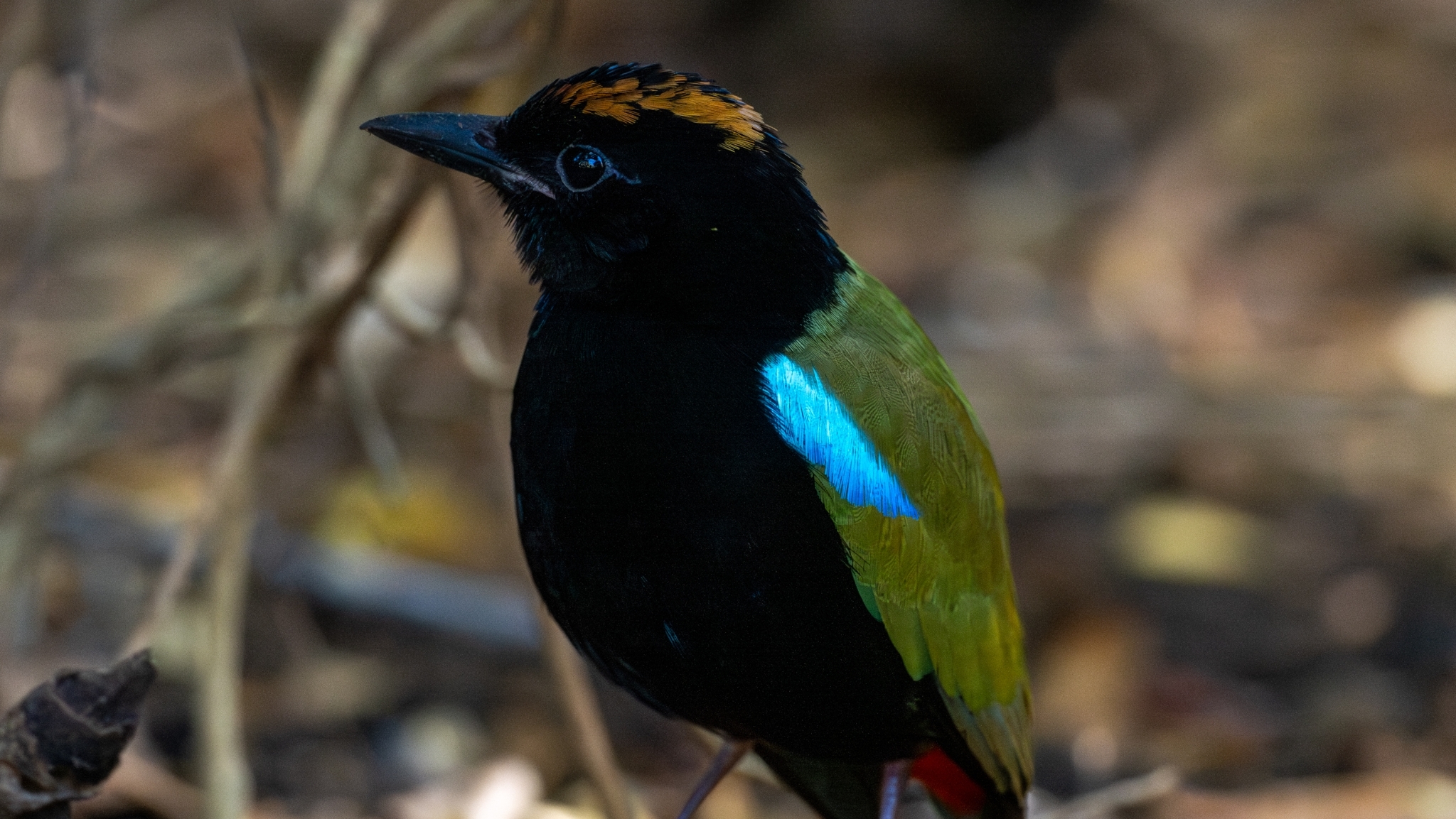 Rainbow Pitta (Pitta iris), photo 5