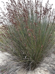 Thamnochortus