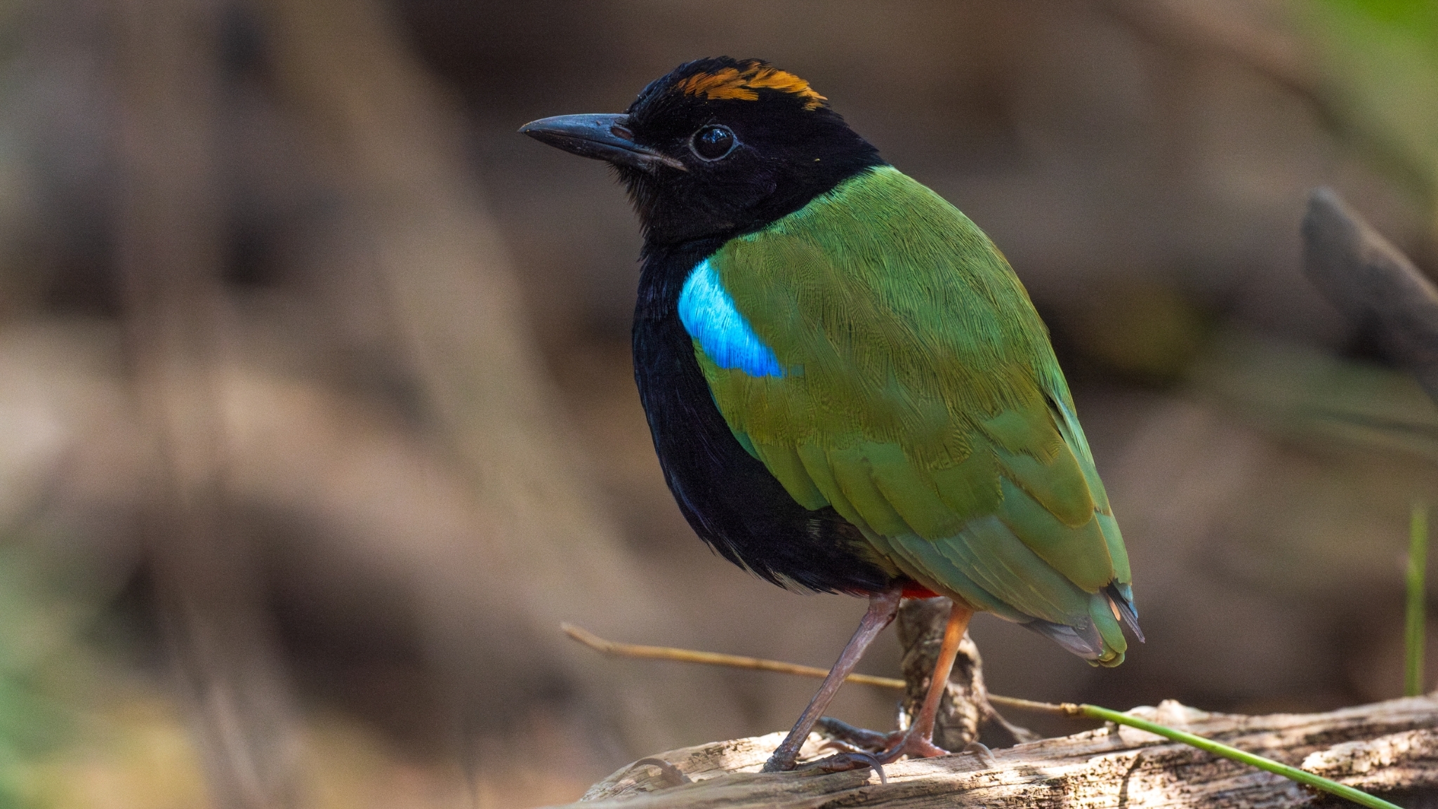 Rainbow Pitta (Pitta iris), photo 6