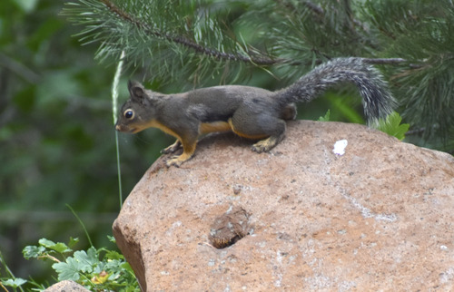 iNaturalist observation photo of Douglas's Squirrel