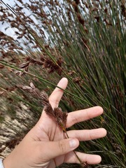 Thamnochortus