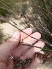 Thamnochortus