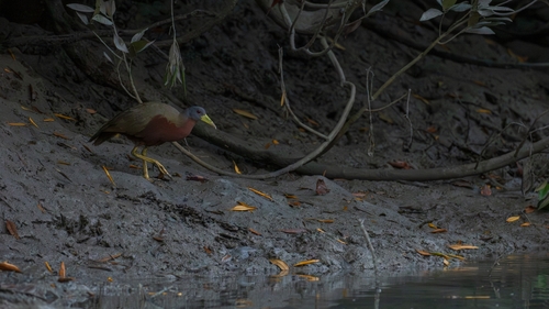 Chestnut Rail (Gallirallus castaneoventris), photo 3