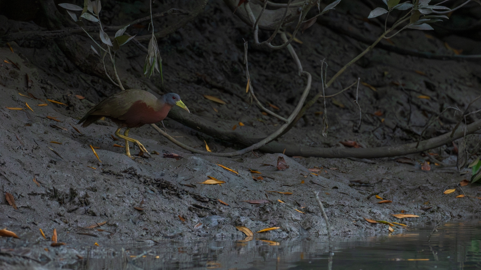 Chestnut Rail (Gallirallus castaneoventris), photo 3