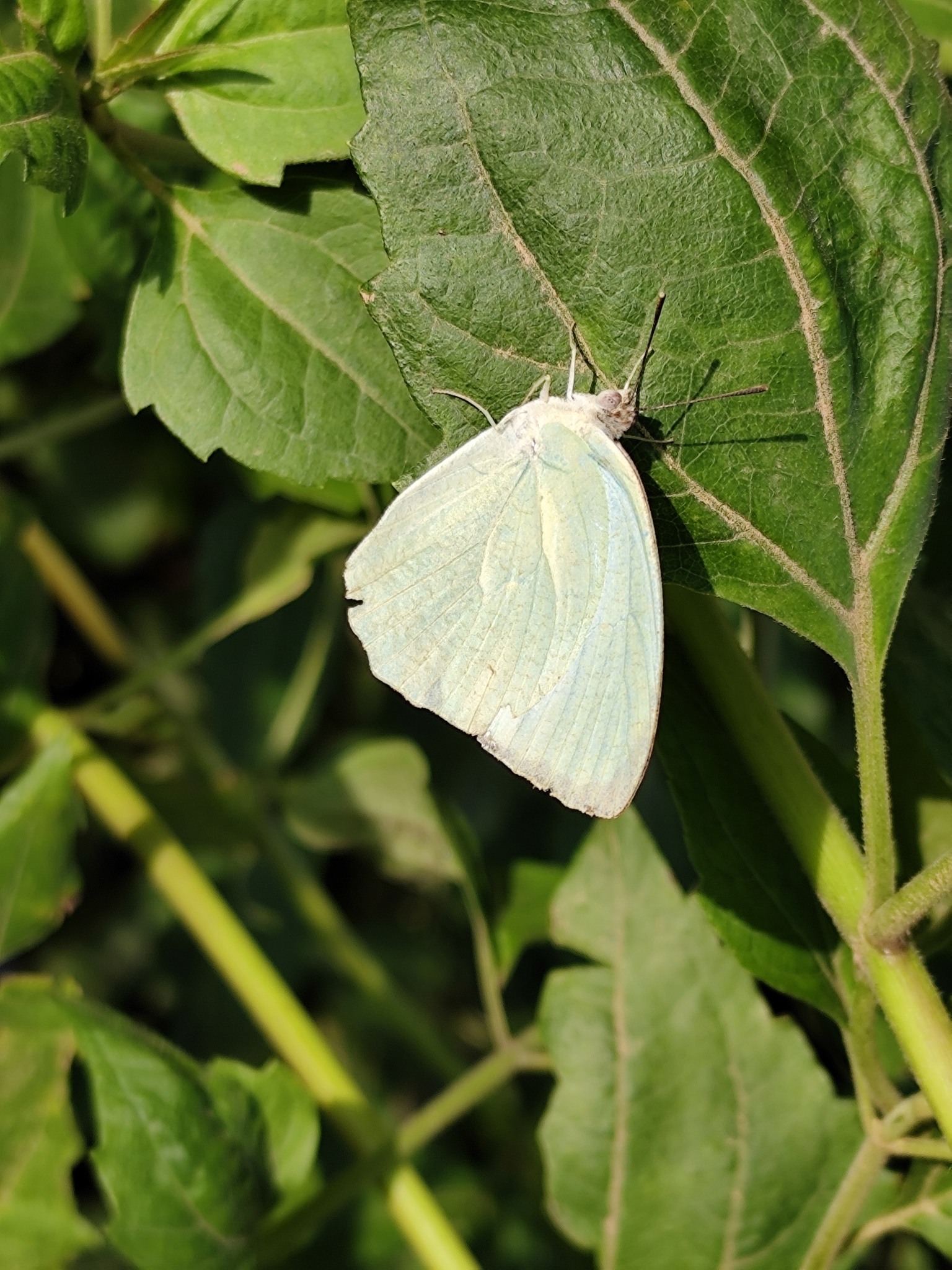 Mottled Emigrant