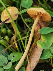Galerina graminea