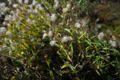 Clematis songorica