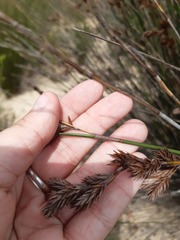 Thamnochortus