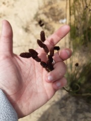 Restionaceae