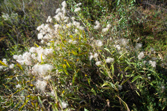 Clematis songorica