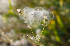 Clematis songorica