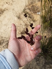 Restionaceae