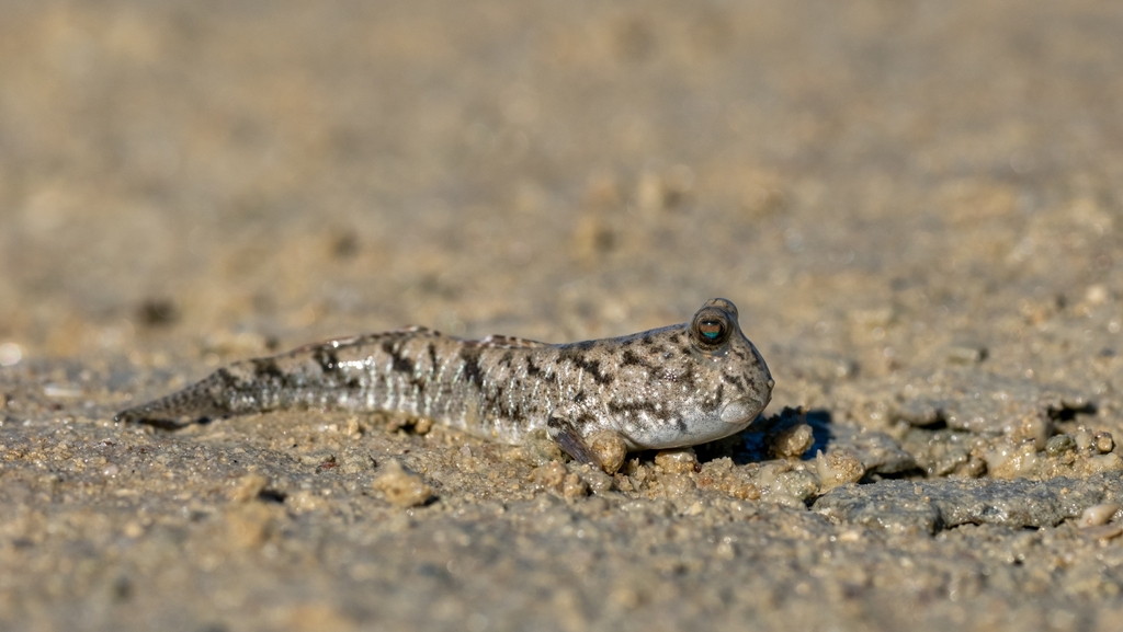 Barred mudskipper