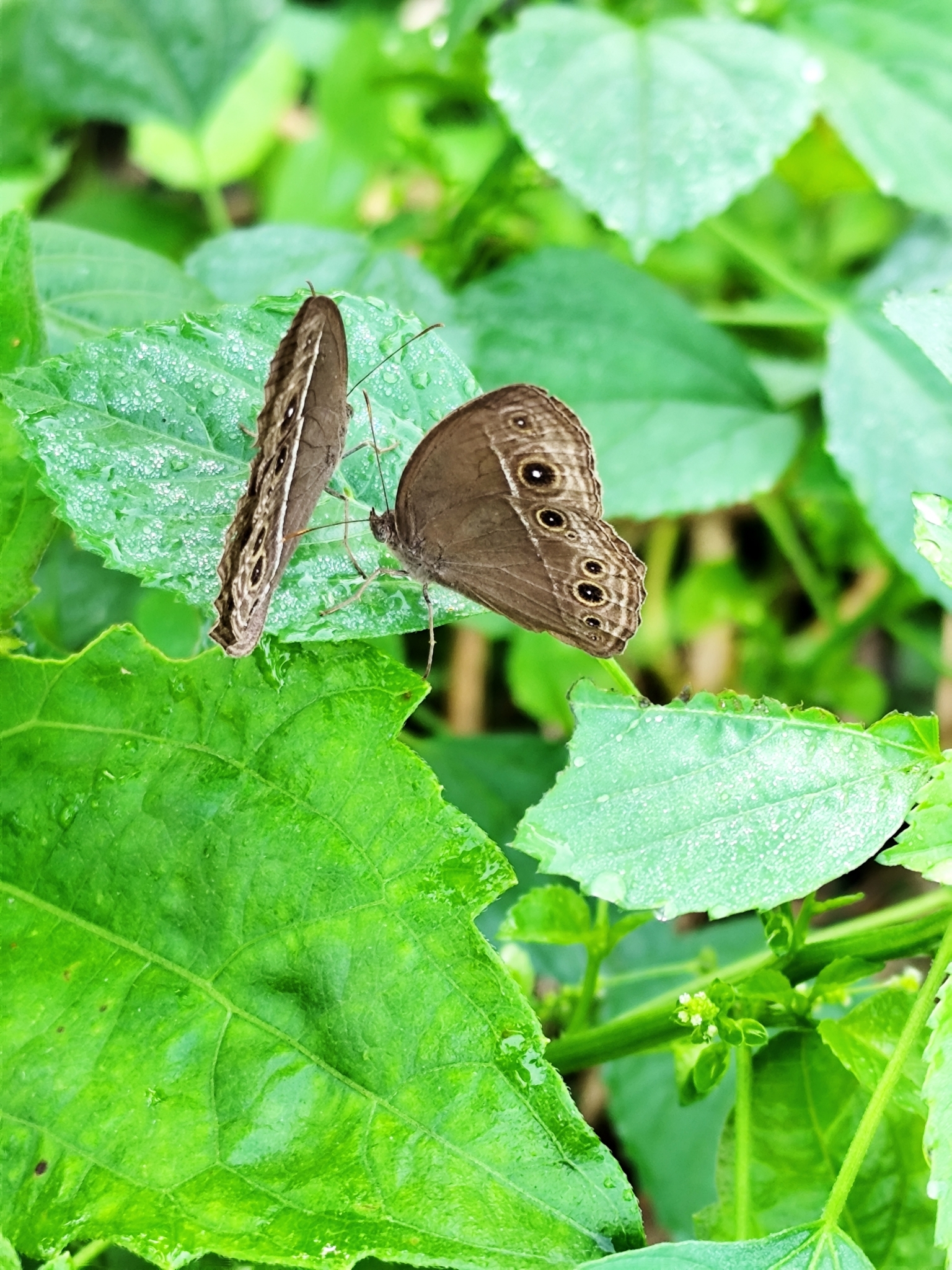 Dark-Branded Bushbrown