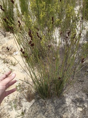 Restionaceae