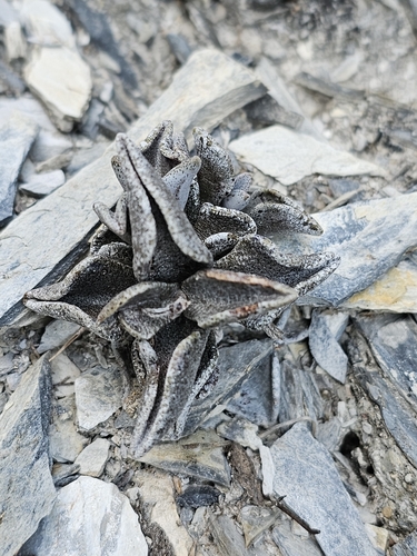 Lenophyllum guttatum, photograph 3