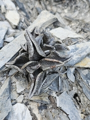 Lenophyllum guttatum, photograph (c) Liliana Ramírez-Freire, some rights reserved (CC BY)