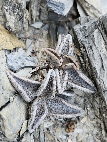 Lenophyllum guttatum, photograph 4