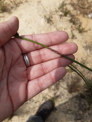 Thamnochortus