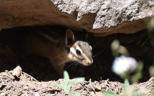 iNaturalist observation photo of Long-eared Chipmunk