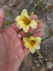 Thamnochortus