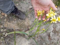 Thamnochortus