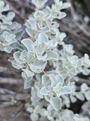 Leucophyllum zygophyllum